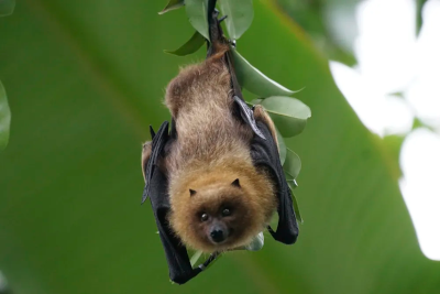 A Rodrigues fruit bat hanging from a drooping branch, looking fuzzy and cute
