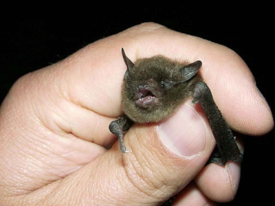 Tiny bat from Indiana held in a human hand. They're smaller than a thumb and chirping their heart out